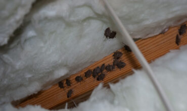 Attic Insulation Replacement After Pest Infestation: What Homeowners Need to Know