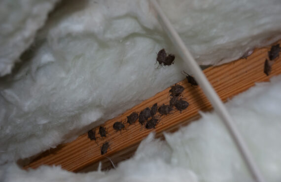 Attic Insulation Replacement After Pest Infestation: What Homeowners Need to Know