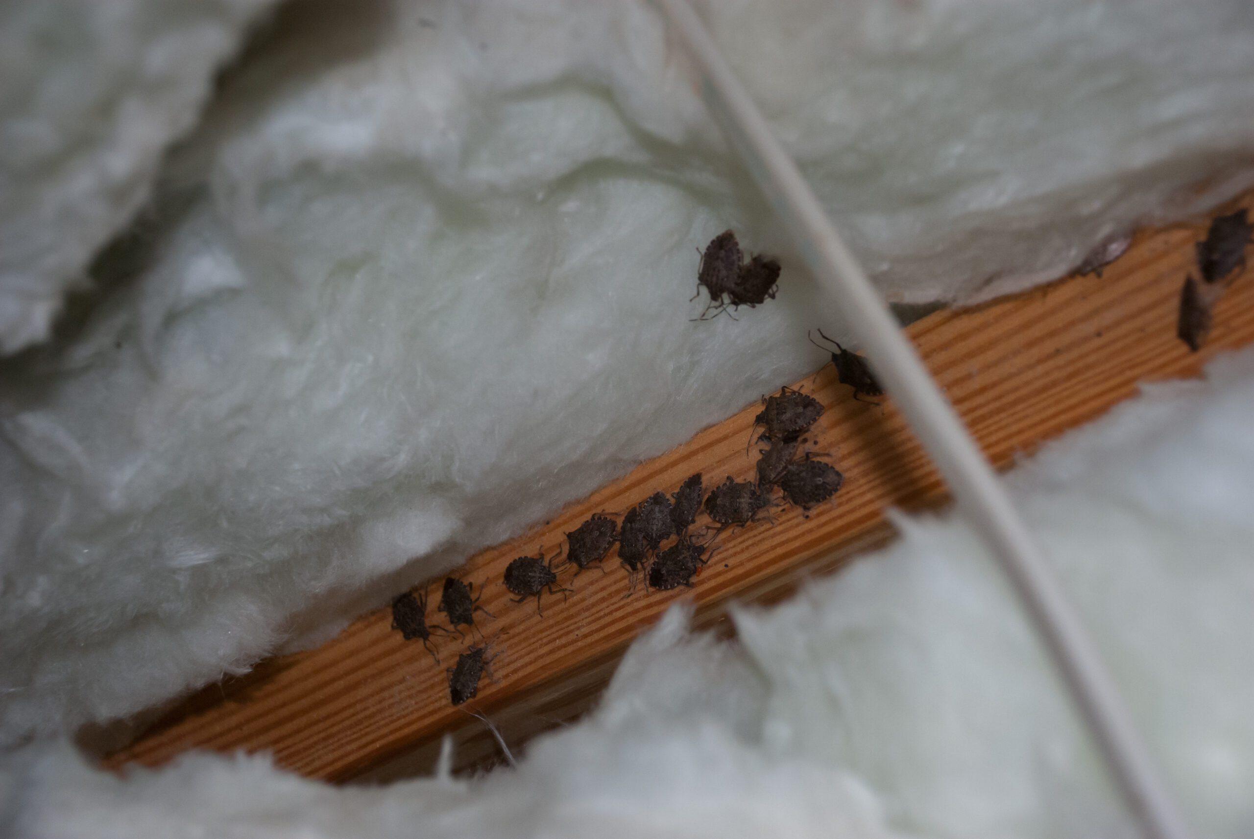 bugs located in the attic after installing new insulation